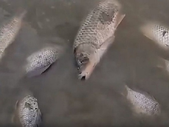 На Чограе на границе Калмыкии и Ставрополья погибла рыба