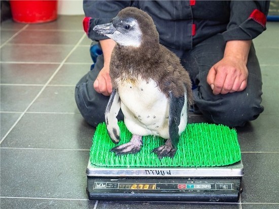 В Красноярске выбрали имя для родившегося пингвиненка в зоопарке