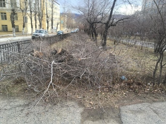 ТГК-14 объяснила вырубку деревьев в охранной зоне на Горького в Чите