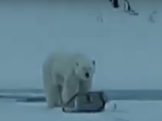 Рыбак в Якутии убежал от бесстрашного белого медведя: опубликовано видео