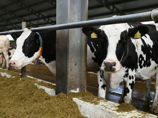 В Тверской области усилили поддержку производителей молока