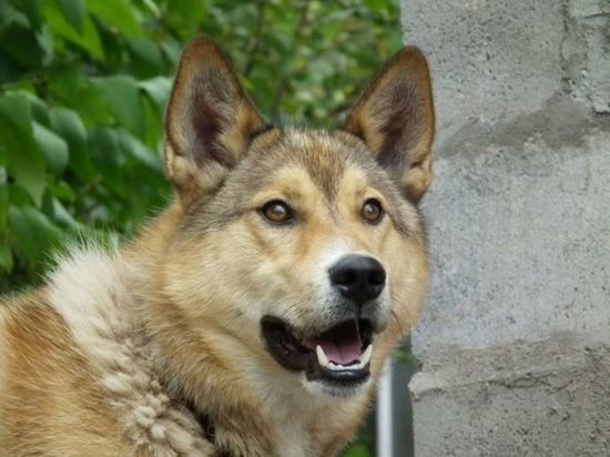 СК возбудил дело после нападения стаи собак на ребенка в Татарстане