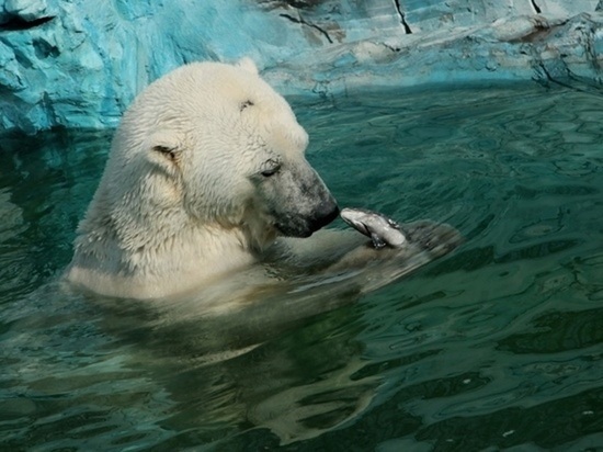 Прокуратура начала проверку из-за гибели белого медведя в зоопарке Екатеринбурга