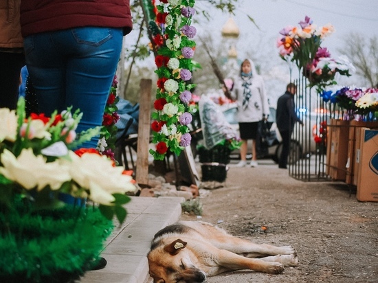 В Астрахани собак будут принимать в частные приюты