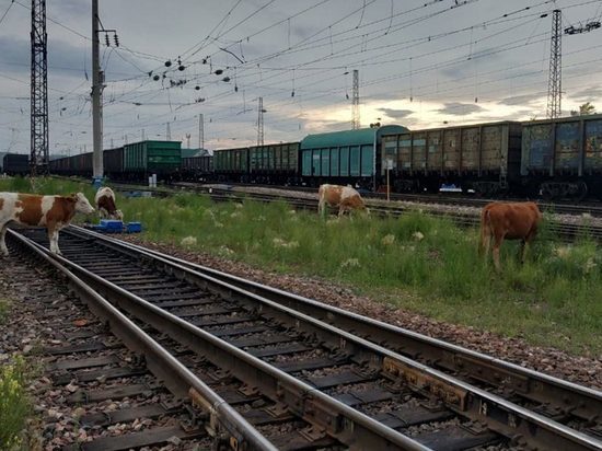 В Дагестане за разгул коров по рельсам спросят с глав городов