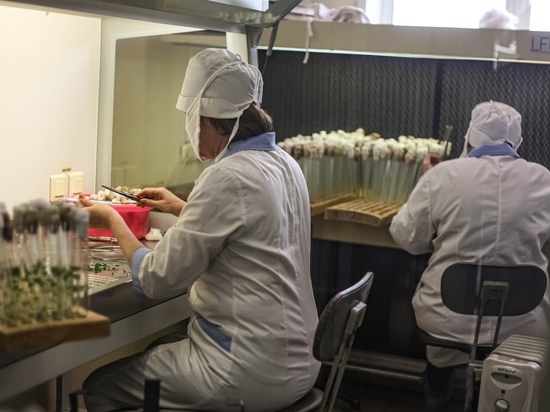 Кузбасские школьники будут изучать клонирование картофеля под руководством ученых