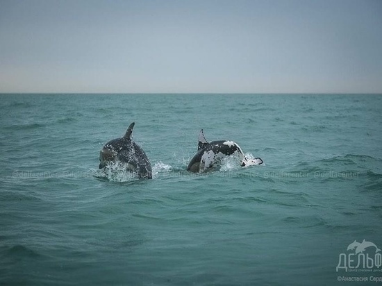 Пятнистого дельфина обнаружили в море в Сочи
