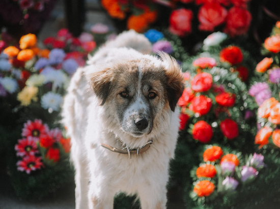 Из-за действующего законодательства на решение проблемы с бродячими собаками в Астрахани уйдут годы