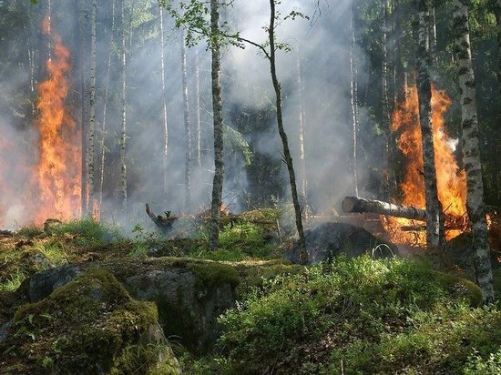 В этом году в Тюменской области фиксируется в два раза больше пожаров
