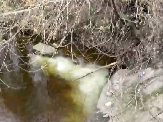 В реку Карповку у Барочного моста спустили неизвестную жидкость