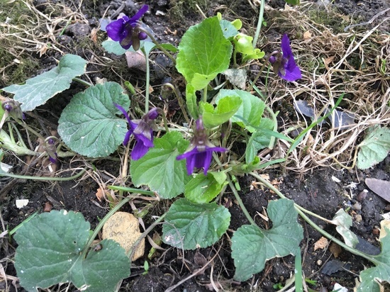 Пасмурная Пасха ждет Смоленщину 2 мая