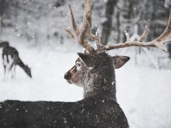 В камчатском заповеднике браконьеры отстрелили 12 оленей