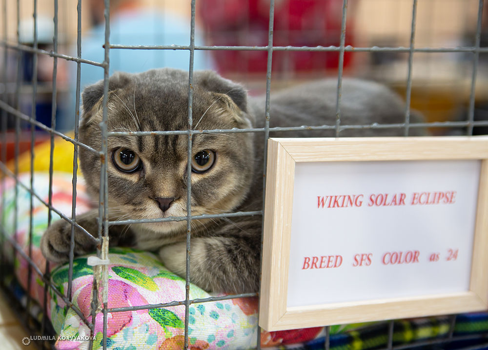   Love at first sight: a cat show was held in the capital of Karelia
