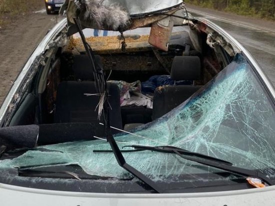 Под Красноярском водитель и пассажир чудом выжили после прыгнувшего на машину лося
