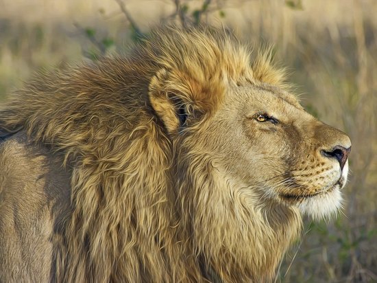 Коронавирус зафиксировали у восьми львов в зоопарке в Индии