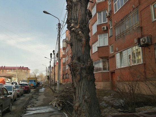 Автор омского паблика выразил негодование из-за очередной варварской обрезки деревьев
