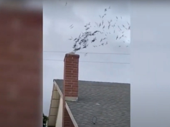 Сотни птиц влетели в дом американцу через каминную трубу
