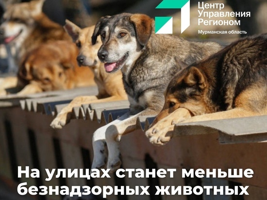 В Мурманской области будет разработана дорожная карта по уменьшению количества безнадзорных животных