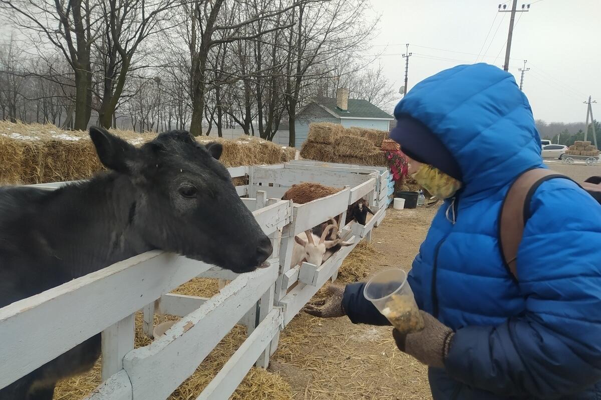 Купить Телят В Лнр Цена
