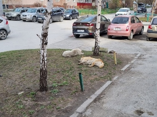 Бездомные собаки напали на 4-летнего ребенка в левобережье Новосибирска