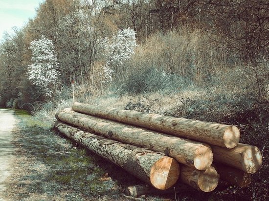 19-летний житель Башкирии вырубил деревья почти на 90 тысяч рублей