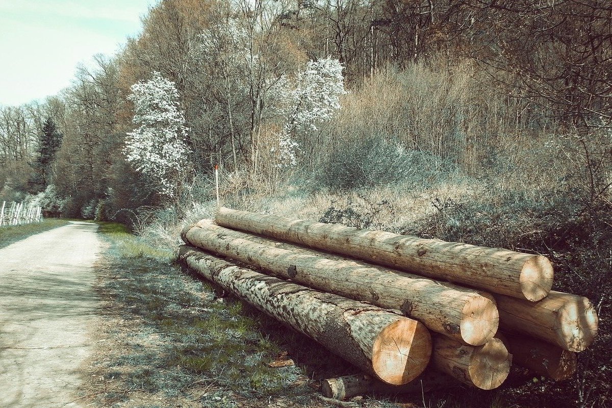 Почти дерево. Срубленные деревья стволы. Почти на деревьях. Неубранные лесорубами стволы сосен. На просёлочной дороге валялись неубранные лесорубами стволы сосен.