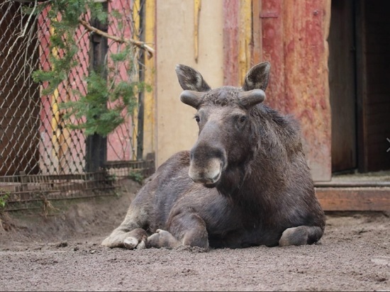 В Ленинградском зоопарке у лося Дениса начали расти рога