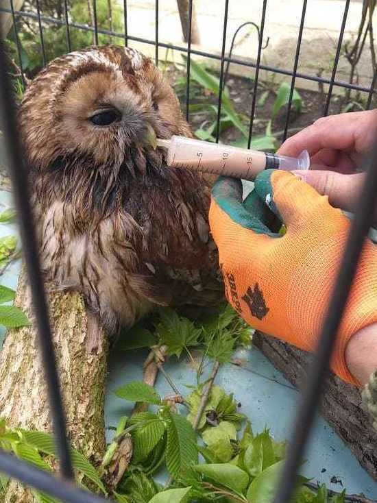 Заботливый Соловей отпустил сову на волю в Железноводске