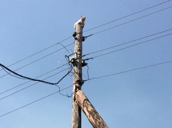 Под Омском кот, загнанный собаками на электроопору, просит помощи