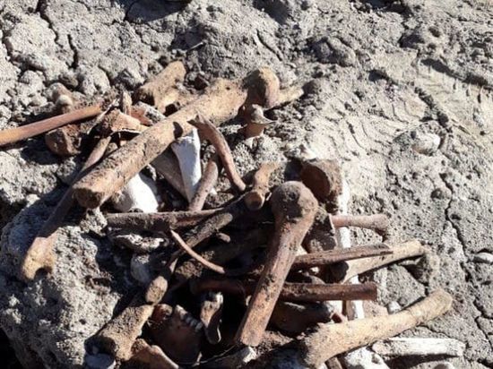 На вспаханном поле в деревне Тавры нашли несколько скелетов