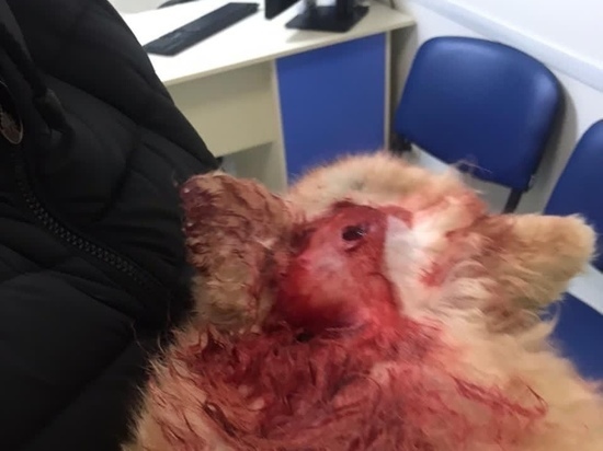 На севере Петербурга собачница избила мужчину и пробила голову его шпицу