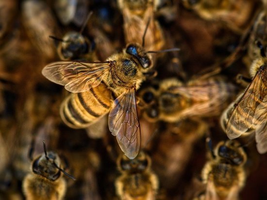 В Нидерландах ученые научили пчел выявлять коронавирус в крови человека