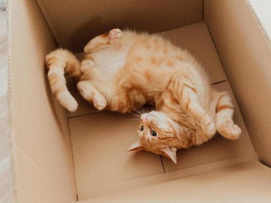 Кошки любят сидеть не только в реальных, но и в воображаемых коробках