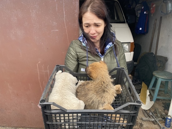 Волонтер из Петрозаводска пытается сохранить жизнь щенкам, которые могли погибнуть