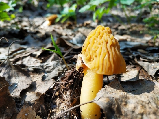 В Новосибирской области начался грибной сезон