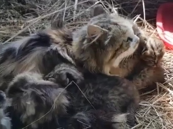 Кошка Карамелька стала кормящей мамой для диких дальневосточных котят - сирот