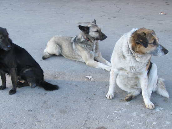 Перед Днем Победы в Саратове снова стали уничтожать бездомных собак