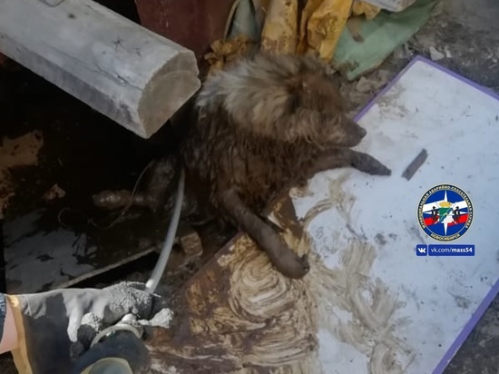 Бездомного пса спасли из выгребной ямы в Новосибирске