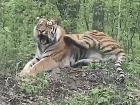 Амурский тигр показался приморским водителям кто в тайге хозяин