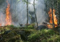 В Томской области около деревни Ерестная горят заповедные леса
