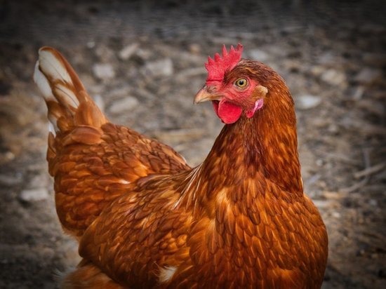 В Тульской области на птицефабрике проводят профилактические мероприятия против птичьего гриппа