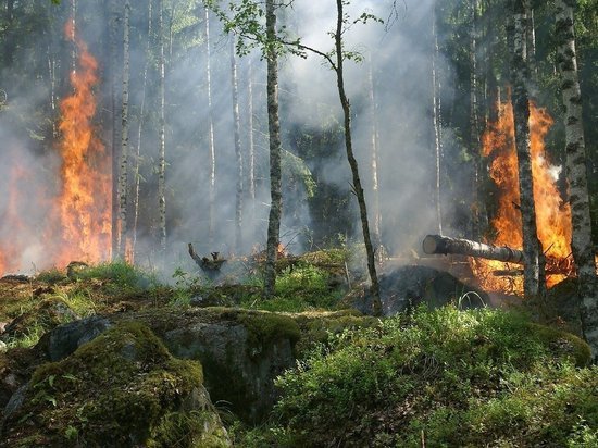 В Томской области загорелись заповедные леса