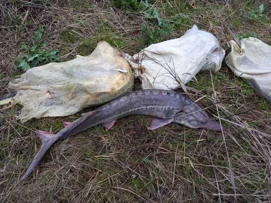 На Кубани нелегально выловили 16 экземпляров рыб семейства осетровых