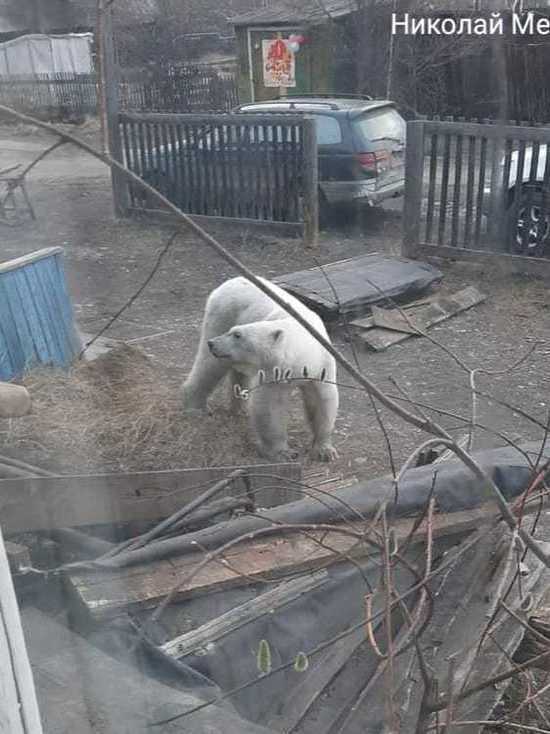 По улицам посёлка в Якутии разгуливает белый медведь