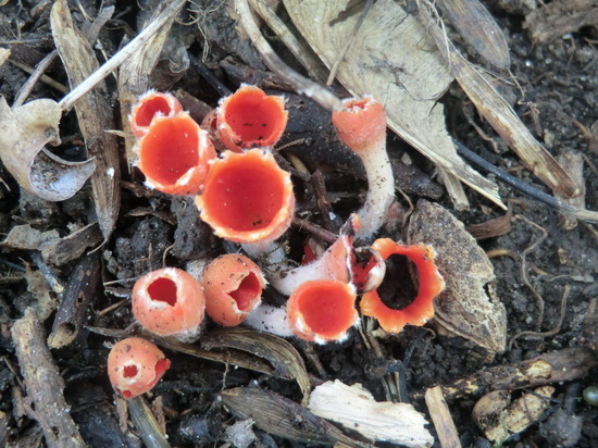 Краснокнижный мохнатый гриб нашли в лесу под Новосибирском: его называют «аленьким цветочком»