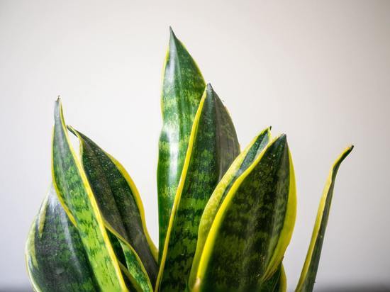 Биолог назвал комнатные растения для дезинфекции воздуха