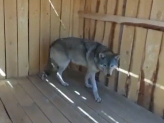 Пойманную на улице волчицу пытаются определить в зоопарки Железногорска или Зеленогорска Красноярского края