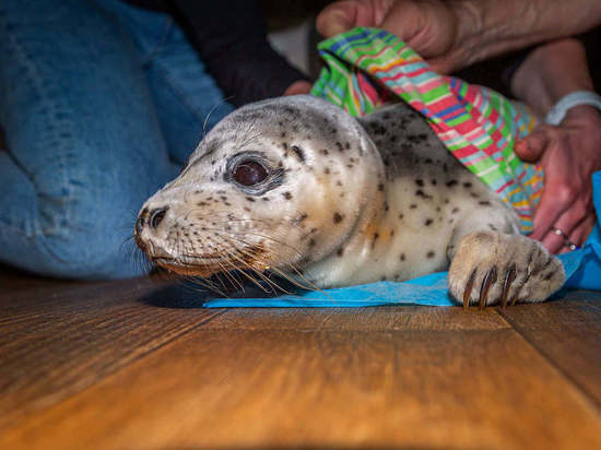 Истощенного тюлененка нашли в Приморье