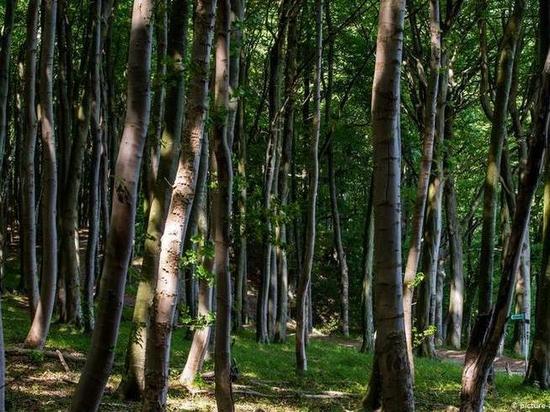 В Удмуртии начнут восстанавливать леса