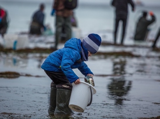 Эксперт: в массовом выбросе сельди на сахалинский берег нет ничего удивительного
